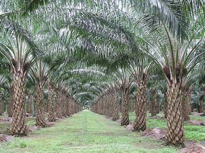 Palm Fertilizer on Palm  Oil To Rise To  1 303 A Tonne By End June   Fertilizer Markets