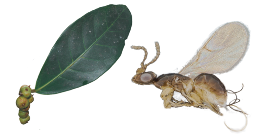 Dolichoris wasp and Ficus leaf and figs