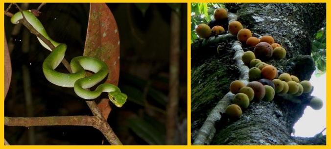 Snake-Figs-Borneo