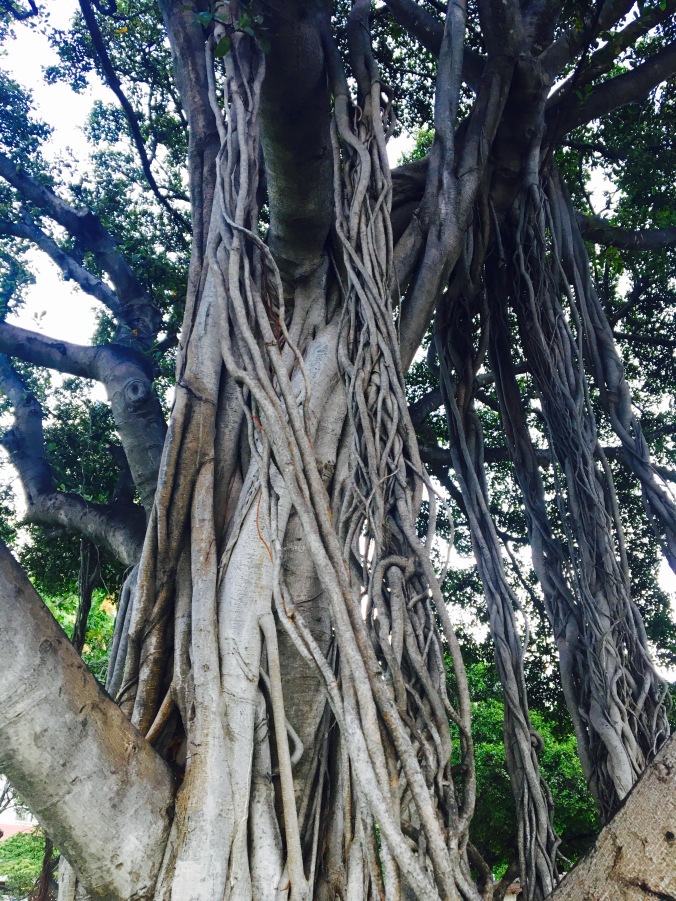 information about banyan tree essay