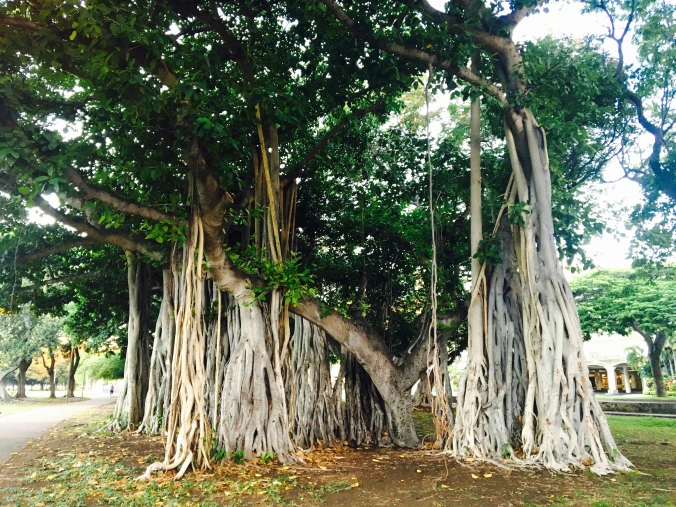 information about banyan tree essay