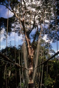 Canopy walkway. Lambir Hills National Park, Sarawak