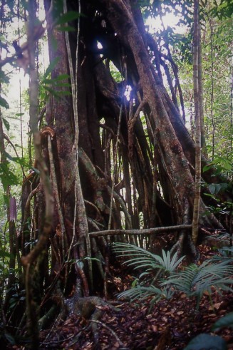 Strangler fig (Ficus kerkhovenii). Lambir Hills National Park, Sarawak