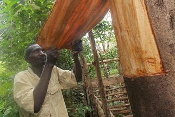 Peeling away the bark to prepare barkcloth. Credit: Joyce Nanjobe Kawooya /Wikimedia Commons