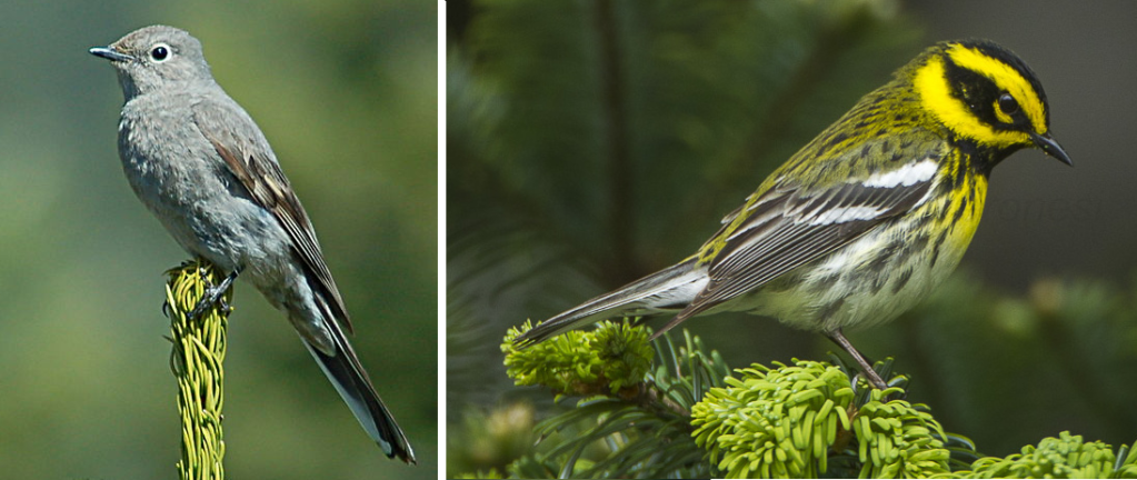 Two birds: Townsend’s Solitaire and Townsend’s Warbler
